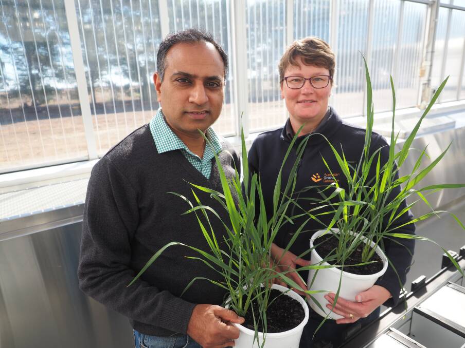 EXPERTS: Horsham researchers Surya Kant and Sally Norton were involved in an international project to trace the origins of bread wheat. Picture: CONTRIBUTED
