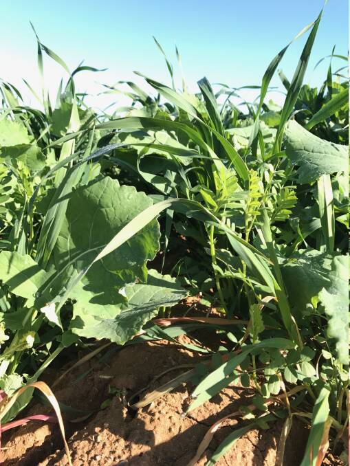  Vetch, canola and oats mixture, a portion of the La Trobe University project to be presented at BCG Main Field Day.