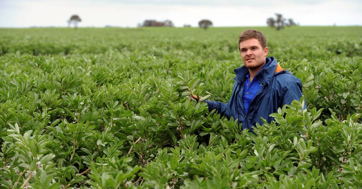 Murtoa district farmer Thomas McGrath inspects a bean crop on his family's property. Picture: PAUL CARRACHER