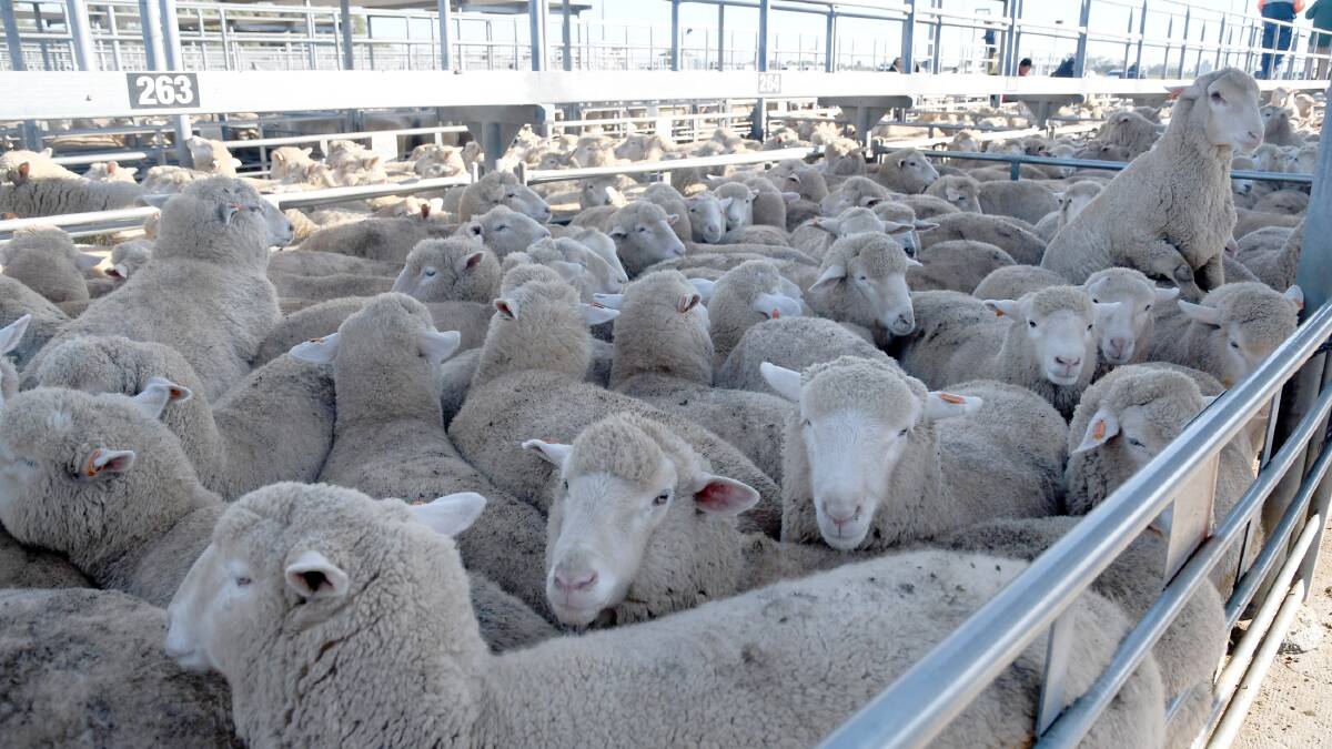 Lamb, mutton prices continue to rise