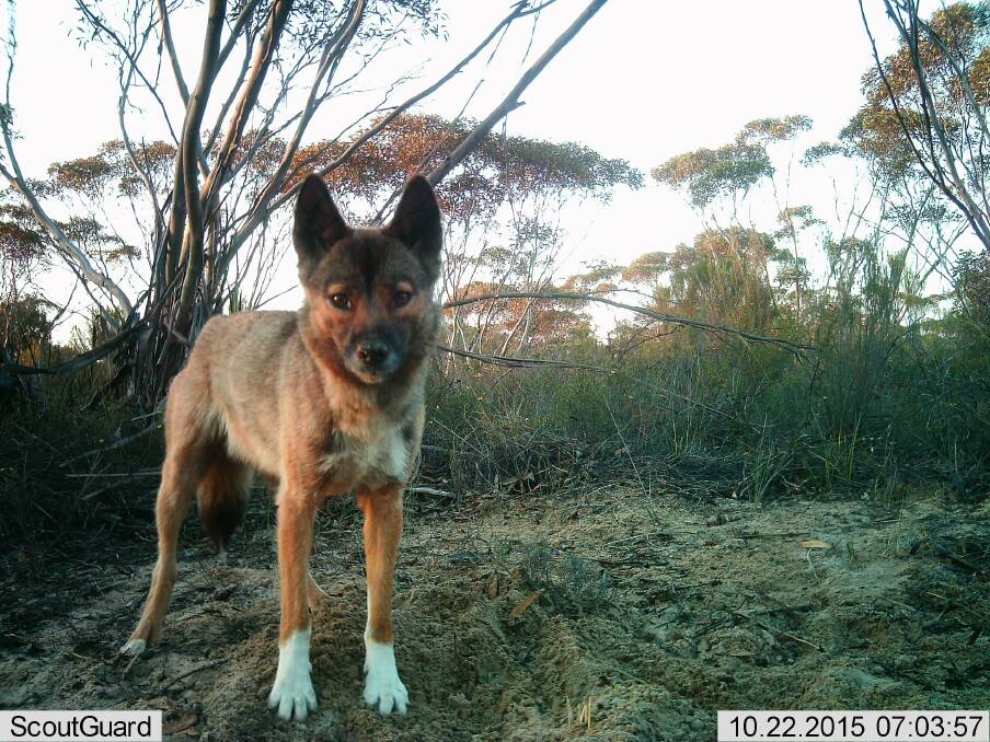 A camera in the Big Desert captured the relationship between dingoes and foxes.