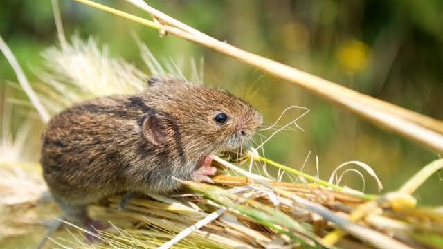 Farmers urged to bait mice now