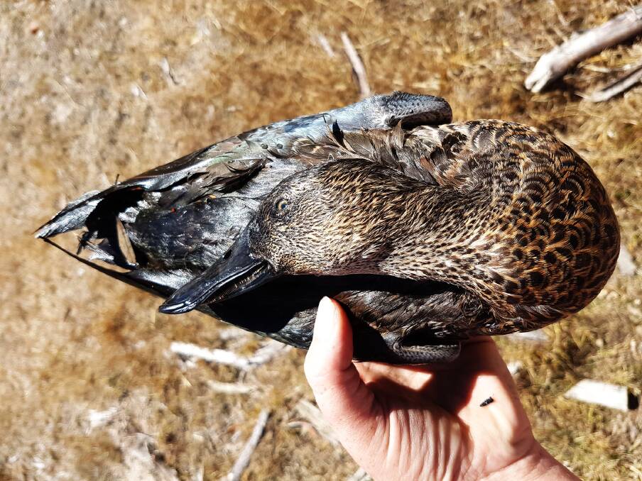 A female blue-winged shoveler that was shot near Minimay at the weekend. Picture: CONTRIBUTED
