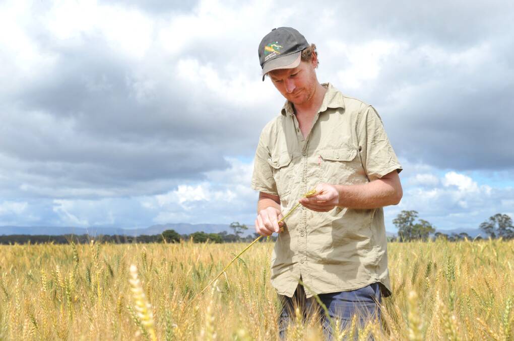Glenorchy's Damien Cooper inspects a wheat crop on his family's farm. Picture: AYESHA SEDGMAN