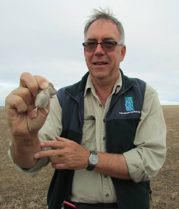 STUDY: CSIRO researcher Steve Henry is studying mouse ecology, food preferences and bait aversion. Picture: CONTRIBUTED