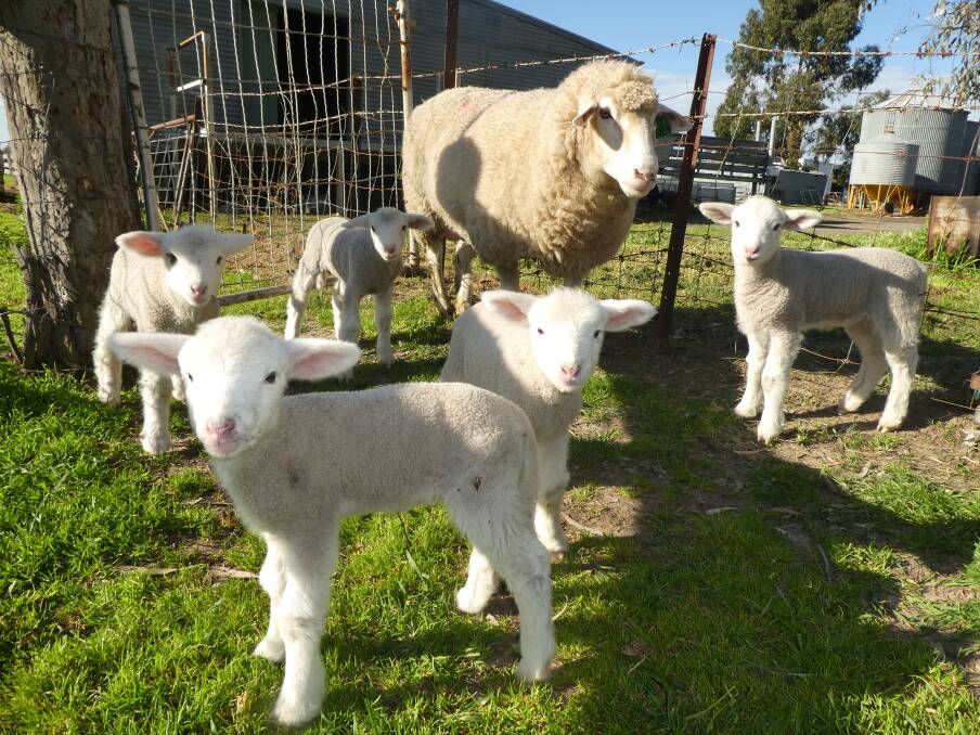 The quintuplet lambs in 2017.