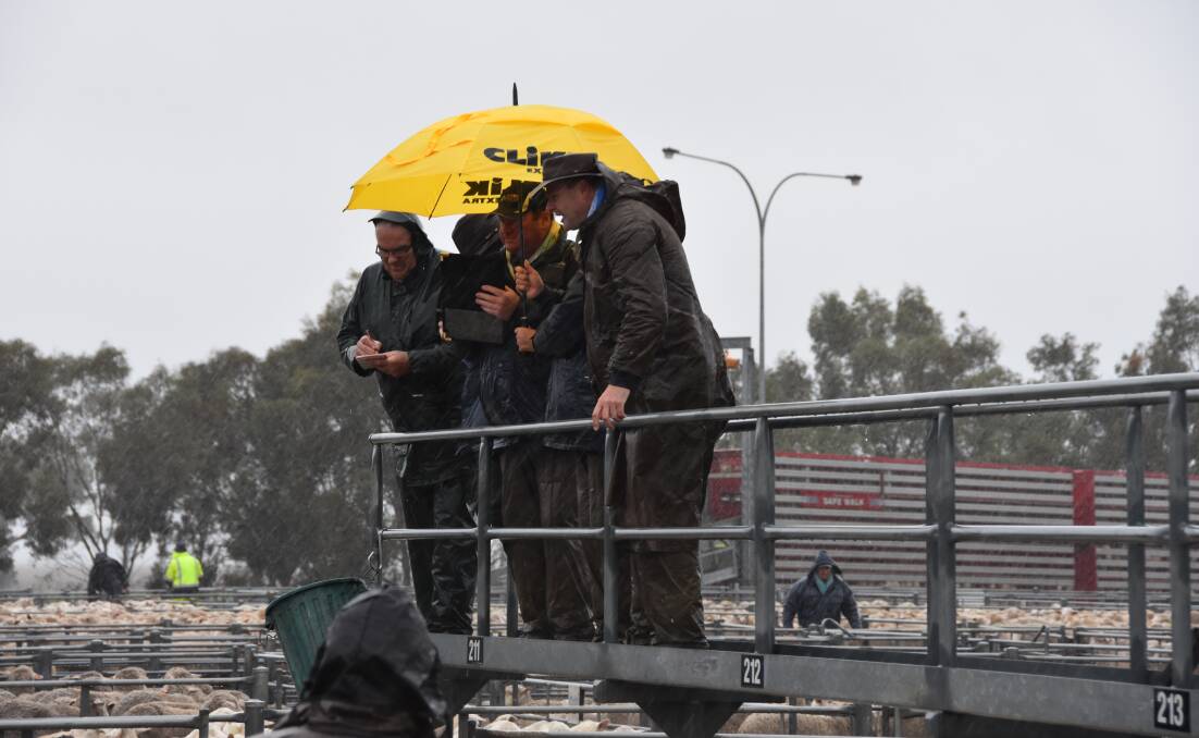 WET WINTER: The Rodwells team brace wet conditions at the Horsham Regional Livestock Exchange last month. Picture: GREGOR HEARD