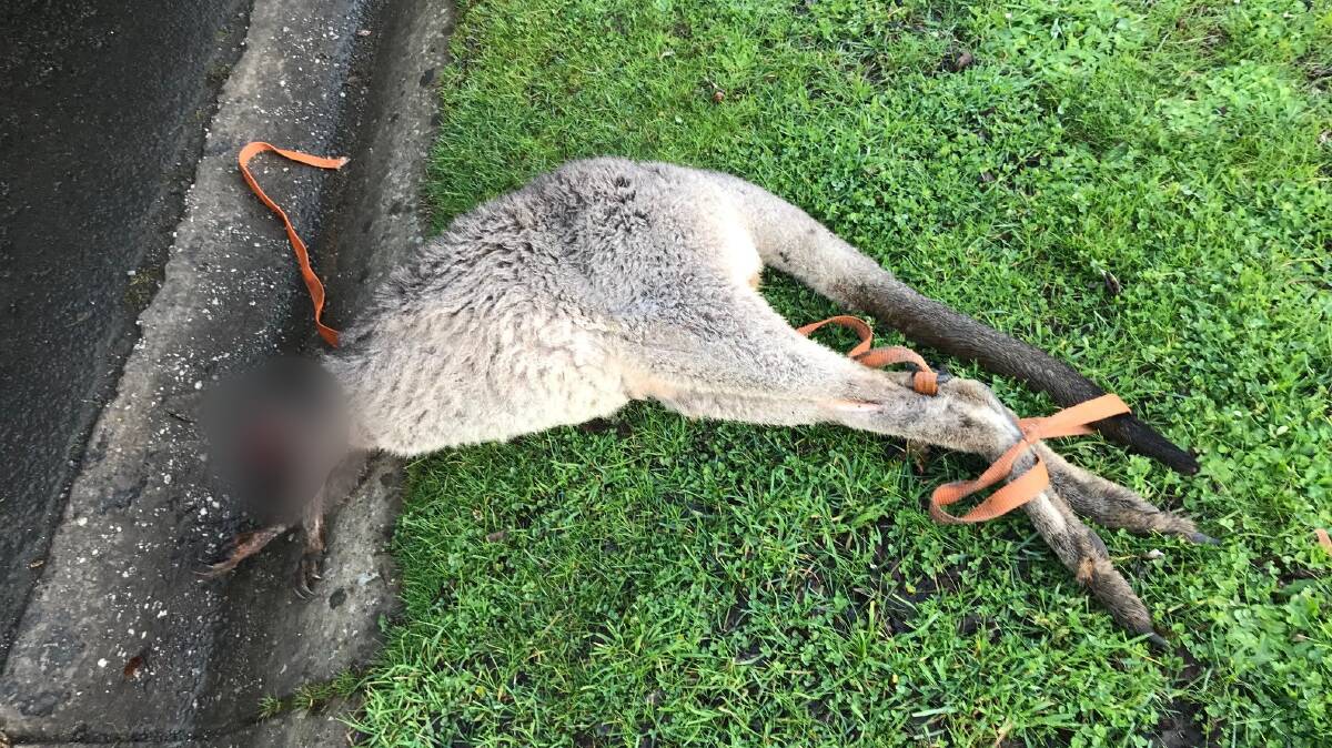 The decapitated kangaroo that was found.