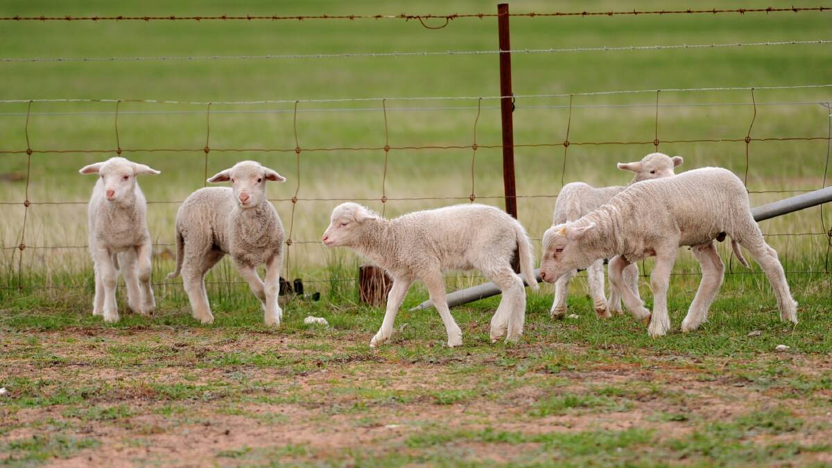 Police continue Nhill livestock theft investigations