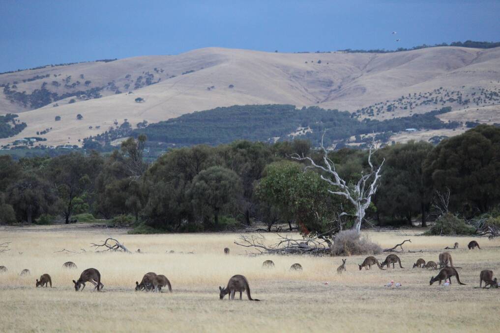 The VFF Livestock Group has had dozens of calls about how the huge populations are eating valuable pasture and crops on farms and decimating native vegetation in state forests.