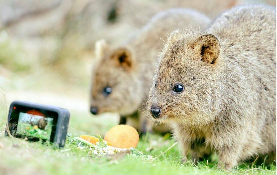 The Halls Gap Zoo's residents are finding new fans on Facebook and Instagram. Picture: HALLS GAP ZOO