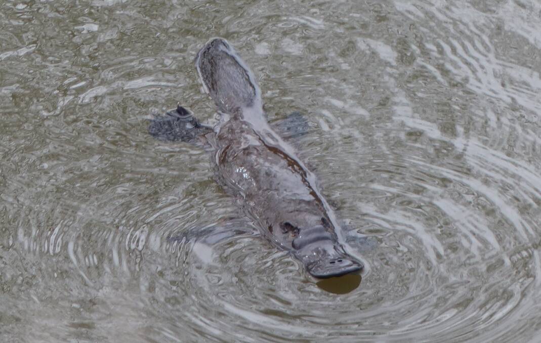 A beautiful photograph of the platypus found at the Bega River. Picture: Matthew Higgins.