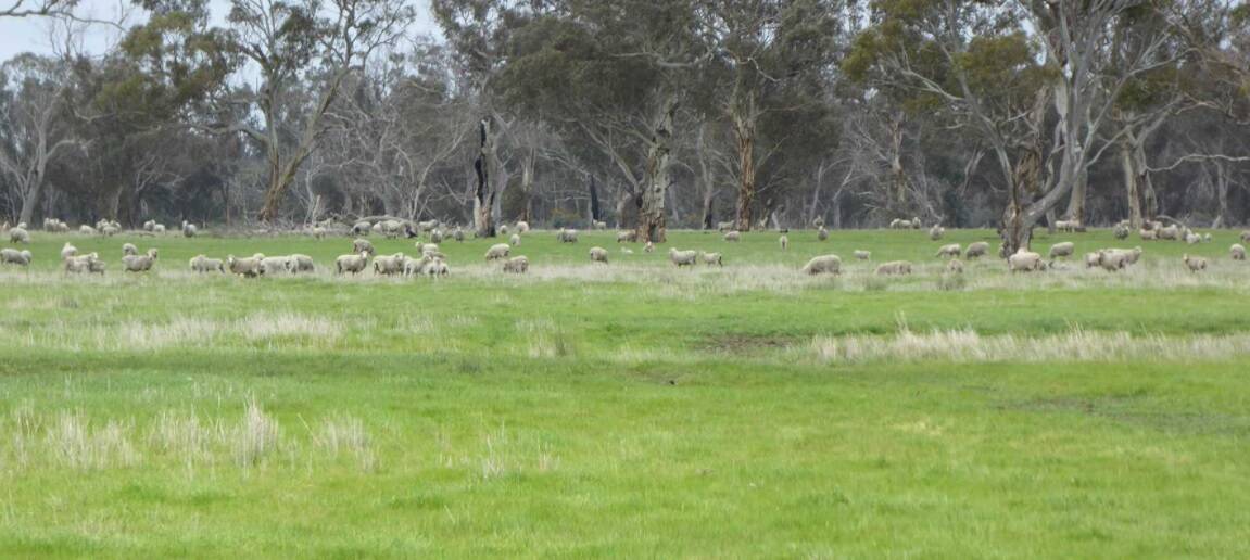 Ararat-based Excel Farms paid a top price for this grazing country across the border in South Australia.