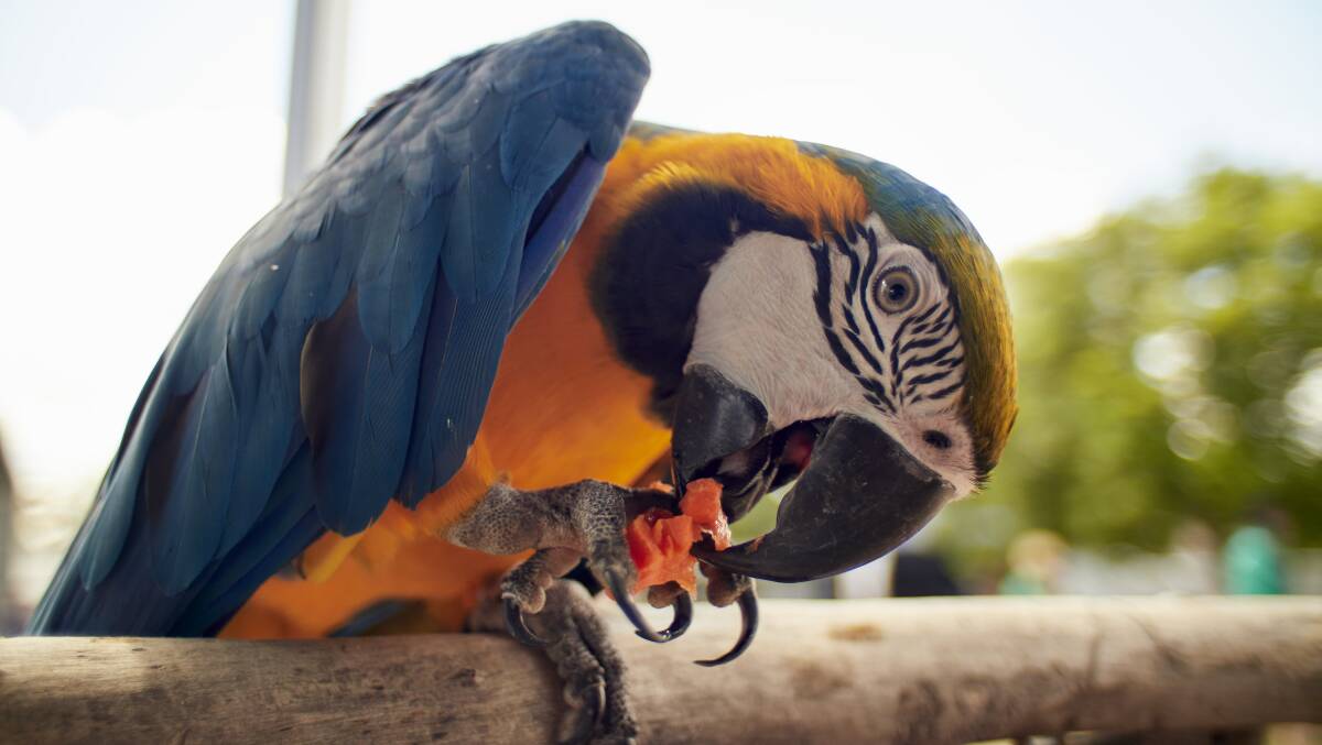 A macaw in the pet competition at the Clunes Show. Picture by Brendan McCarthy. 