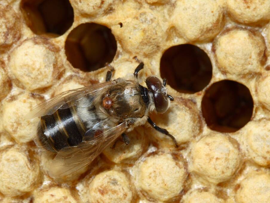 Destructive: A varroa destructor mite on the back of a European honey bee. The mite had caused a "near-global epidemic". Picture: Waugsberg 