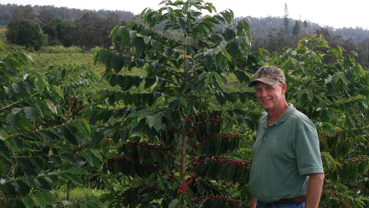 Almost ready for harvest and processing … Tom Greenwell and his precious coffee ‘cherries’. Image: John Rozentals. 
