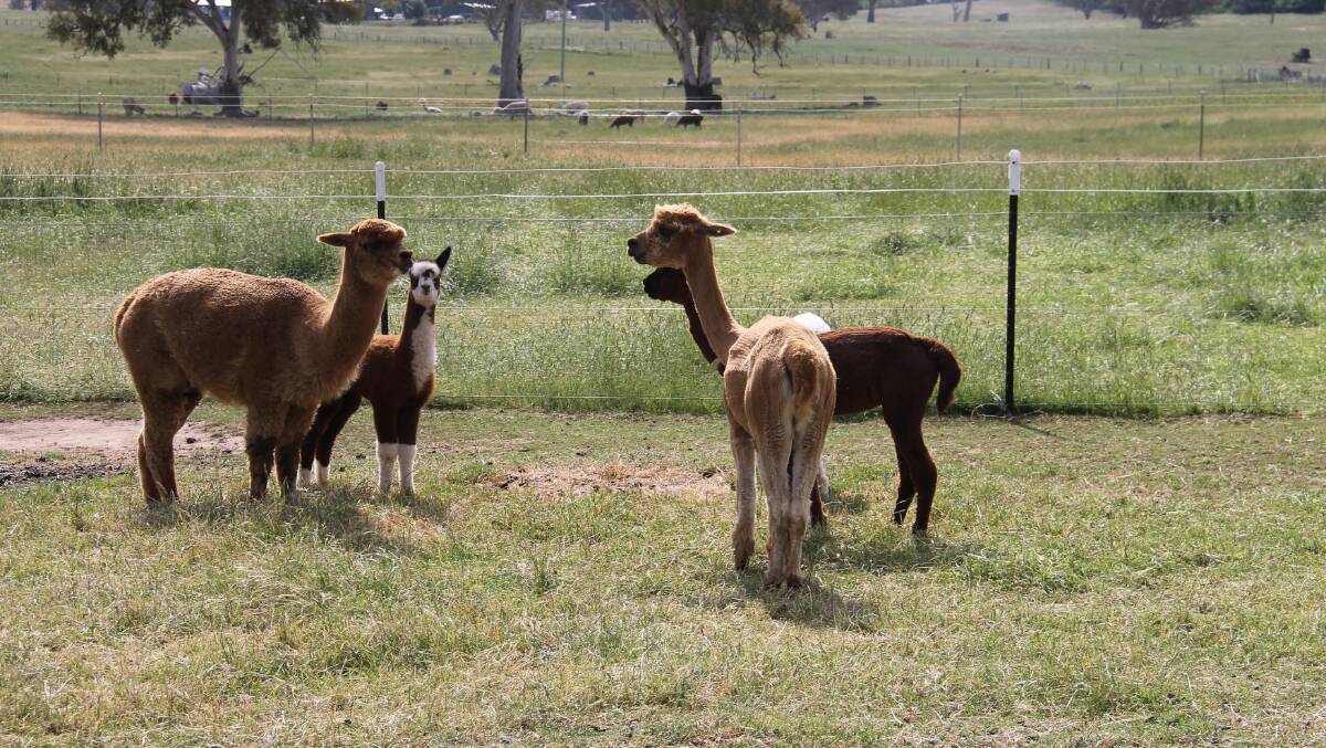 Some of the 130-or-so alpacas at Eaglewood … mostly they’re quite shy and aloof.