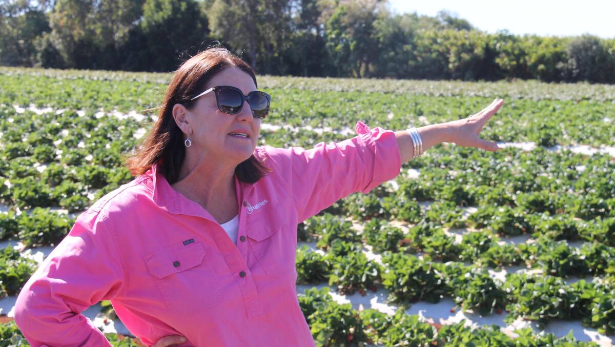 Tina McPherson in her strawberry patch … a real champion of local ingredients. 