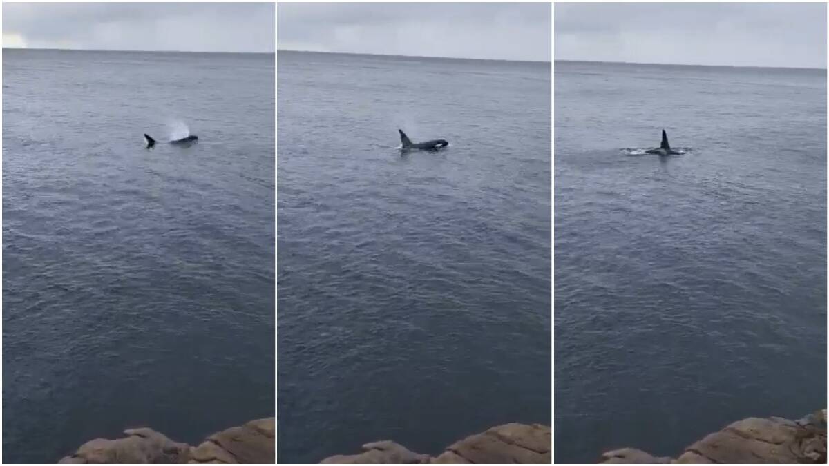Footage of a killer whale coming in close to shore at Eden over Eastewr.