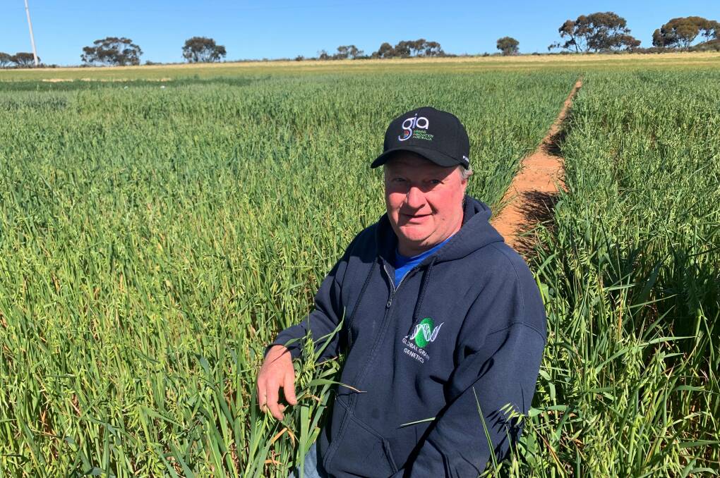 TRAILBLAZER: Grains Innovations Australia's Michael Materne, has bred an imi-tolerant oat, Kingbale, designed for hay production and suited to areas like SA's Mid North.