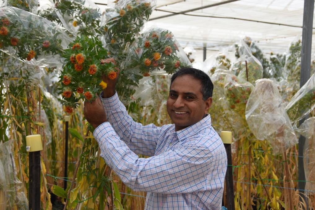 Horsham's Surya Kant, Agriculture Victoria, with lines of safflower used in research.