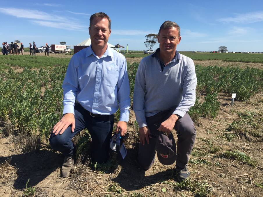 PRICES DOUBLE: Brett Dodson of Australian Grain Exports and Francois Darcas of Agri Oz at Vectis Pulse Field Day. Picture: GREGOR HEARD