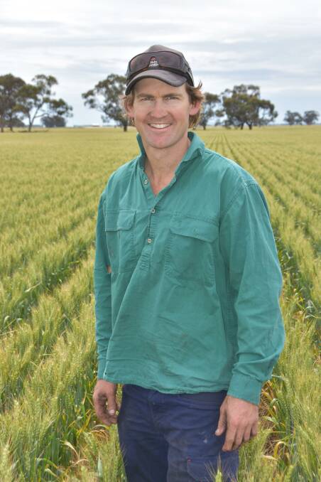 Ben Batters, St Arnaud, says a cool spring will be good for crop yields. This paddock of Scepter wheat is expected to yield well.
