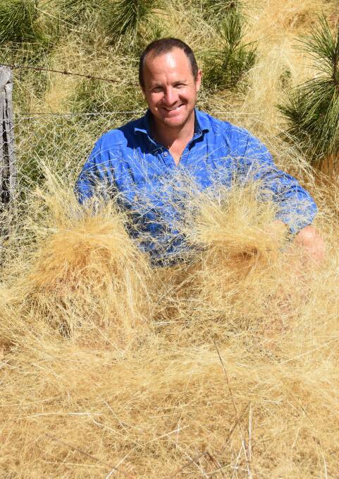 Clear Lake farmer Lockie Wilson with fairy grass that has piled up around fencelines.