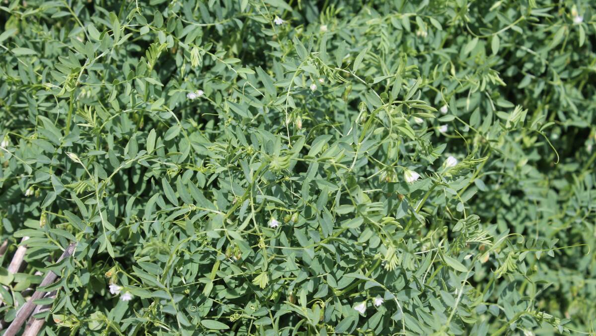 Lentil crops will suffer frost damage in the Wimmera.