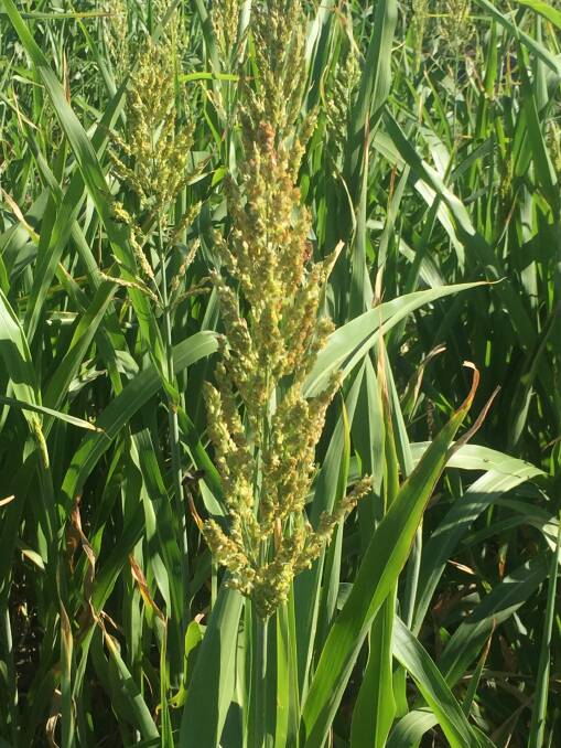 Forage sorghum has thrived in the southern Wimmera this year in spite of minimal in-crop rain. 