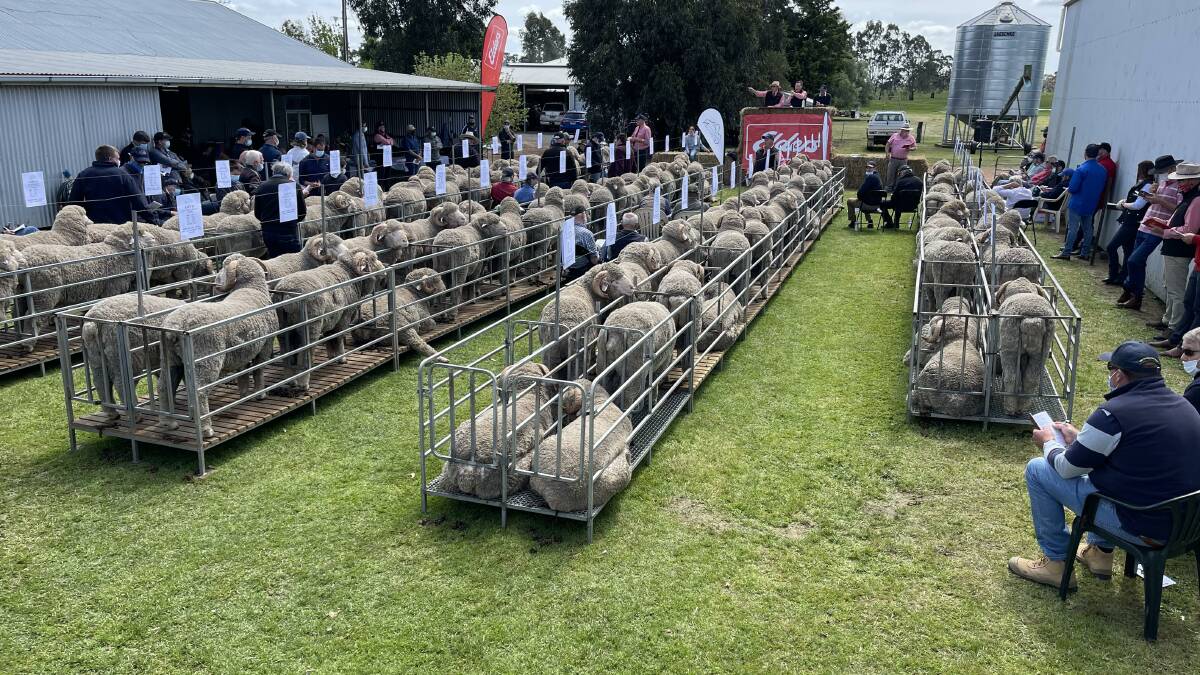 Big and bold: Glenpaen Merino's Rod and Sue and Harry Miller were "blown away" the ram sale results, selling 102 of 108 rams to average $3862.