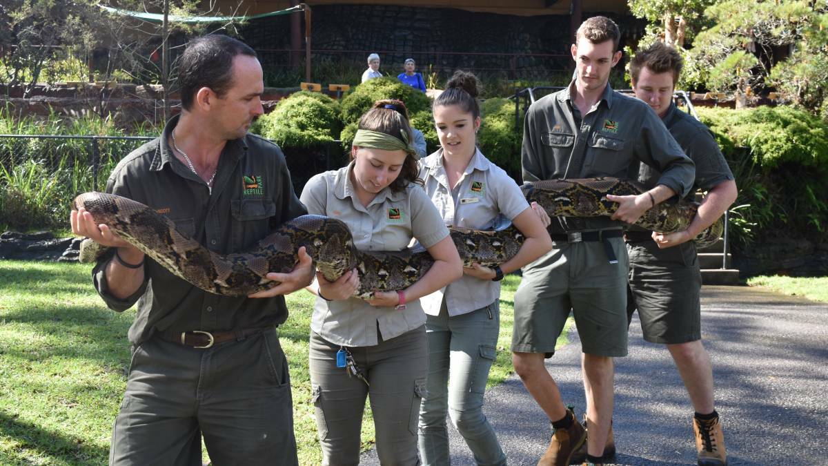 Python bites keeper at The Reptile Park | Wimmera Mail-Times | Horsham, VIC