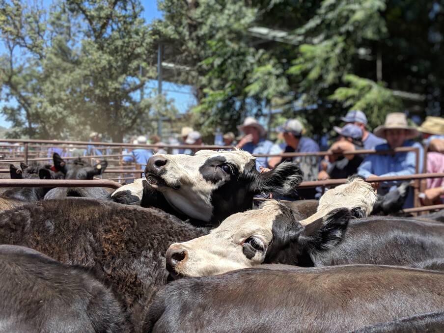 RESTRICTIONS EASED: Vendors will soon be allowed to return to livestock saleyards and selling centres.