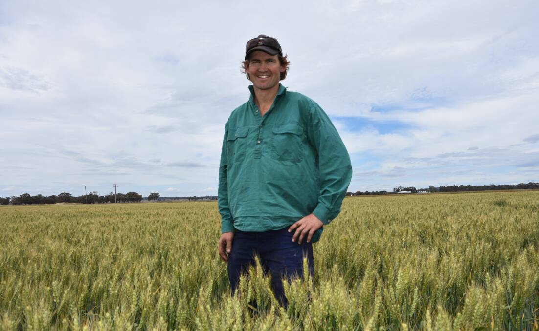 Hooray for harvest: Ben Batters, St Arnaud, says a cool spring will be good for crop yields, including this paddock of Scepter wheat. 