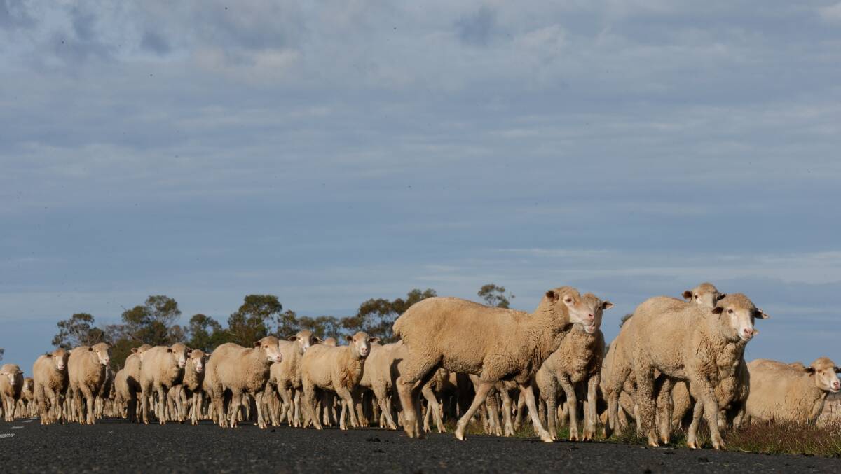 Trade lambs are at 611 cents a kilogram, or 85c/kg above year-ago levels, as harvest delays limit the volume of finished lambs hitting the market this Australia Day period. 