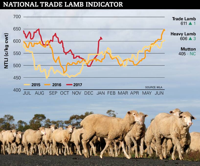 Trade lambs are at 611 cents a kilogram, or 85c/kg above year-ago levels, as harvest delays limit the volume of finished lambs hitting the market this Australia Day period. 