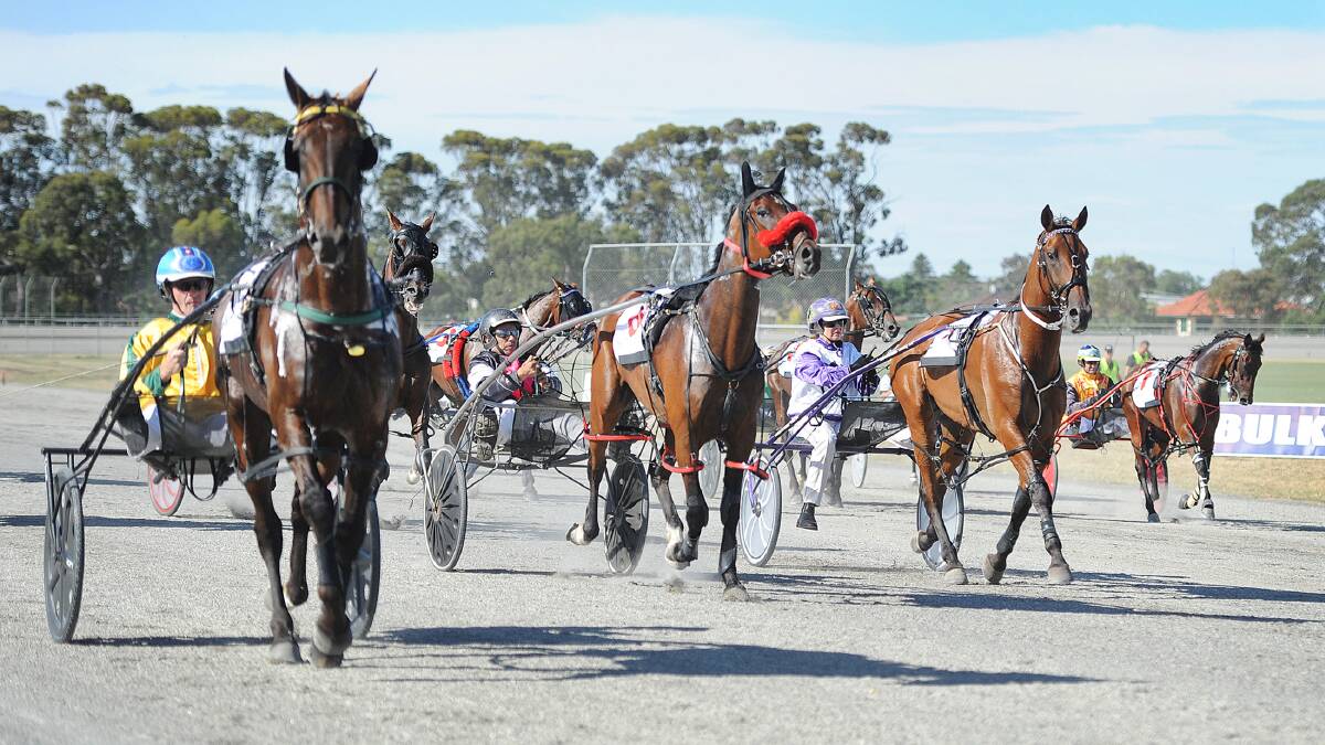 Horsham Pacing Cup Favourite Major Secret Storms To Victory Photos The Wimmera Mail Times