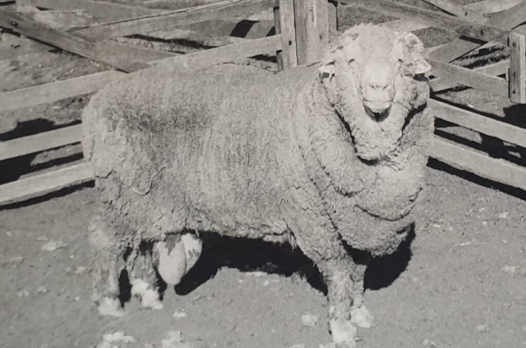 HE'S A CLASSIC: Sir Freddie in 1969, one of the four Merino rams whose semen was frozen in 1968. Photo: Walker family
