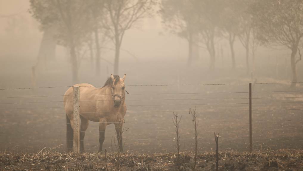 A horse surrounded by smoke near Corryong, January 1. Photo: James Wiltshire