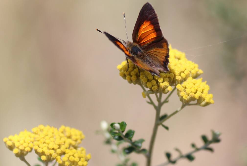 Environmental group discovers largest population of the nationally endangered Eltham Copper Butterfly. Picture supplied