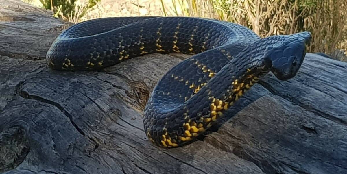 ADULT: A large tiger snake the North West Snake Catchers recently relocated from a Somerset home after the resident found it curled up under a wheelie bin. Catcher Scott Smith said it had been a busy summer. Picture: Supplied