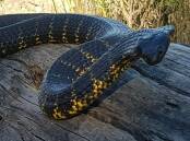 ADULT: A large tiger snake the North West Snake Catchers recently relocated from a Somerset home after the resident found it curled up under a wheelie bin. Catcher Scott Smith said it had been a busy summer. Picture: Supplied