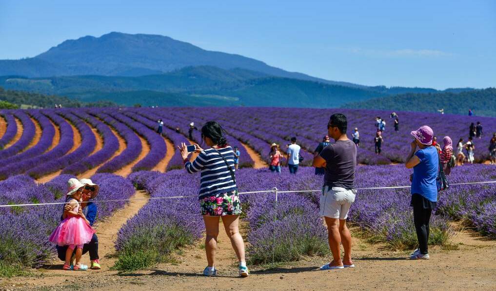 Robert Ravens, of Bridestowe Lavender Estate (pictured), is among a number of prominent figures in the Tasmanian tourism industry to call for the federal government to extend its JobKeeper wage subsidy payment for the sector.