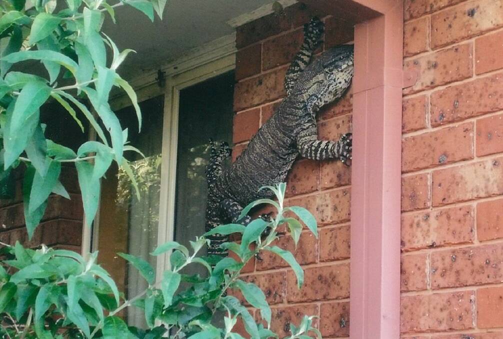 MONITORING THE PERIMETER: A mature Lace Goanna was spotted on a residential property near Albury earlier this week. Picture: ERIC HOLLAND