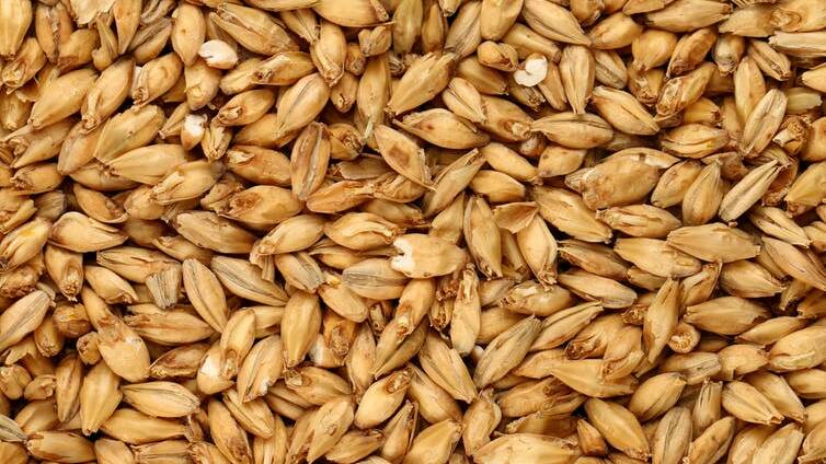 Barley is the perfect scapegoat. China’s real concerns about Australia go deeper. Photo: Shutterstock