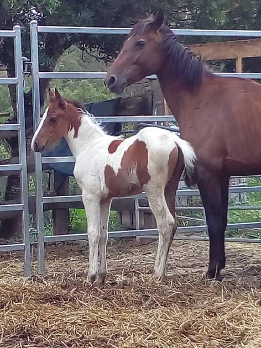 Brumby mare and her foal. Photo courtesy of Burrapine livestock and brumby rescue