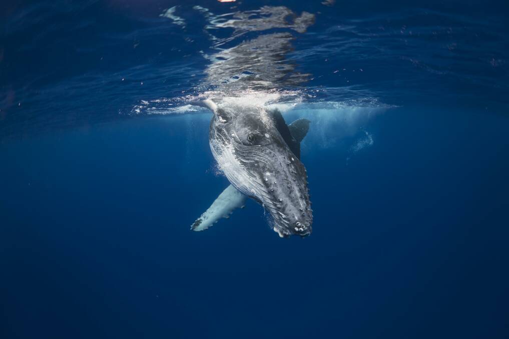 EYE SPY: An image Craig captured of a humpback whale during one of his trips to Tonga.