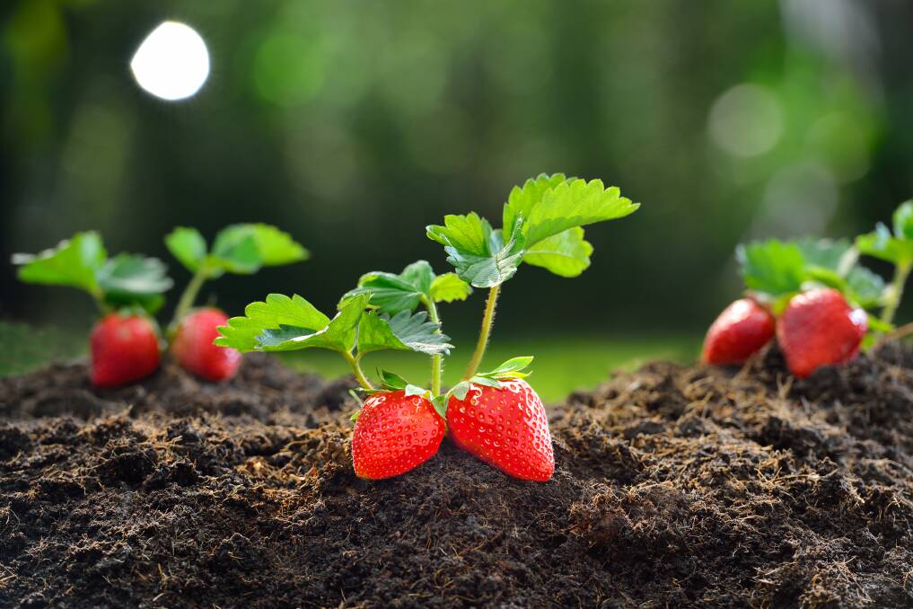 RED JEWELS: Plant strawberries now ready for a crop towards the end of the year. 