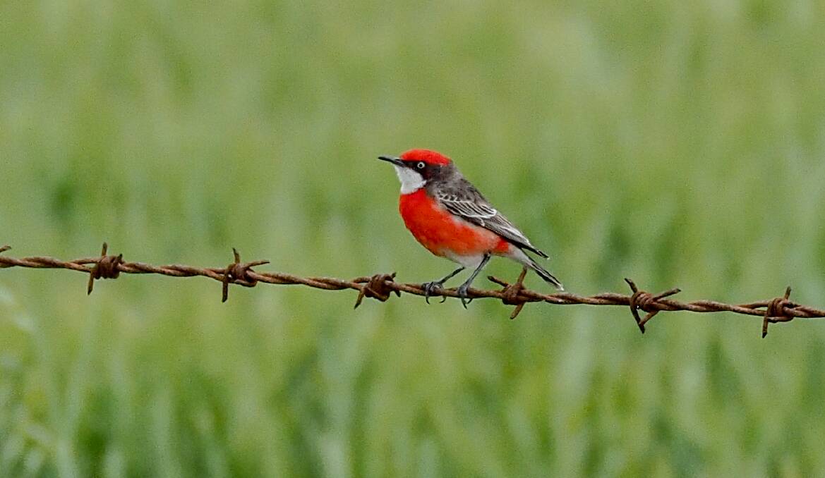 Long way from home: Red Chats were found accompanying white-fronted chats at two sites, one at Moolort and one at Baringhup West. Picture: SUPPLIED