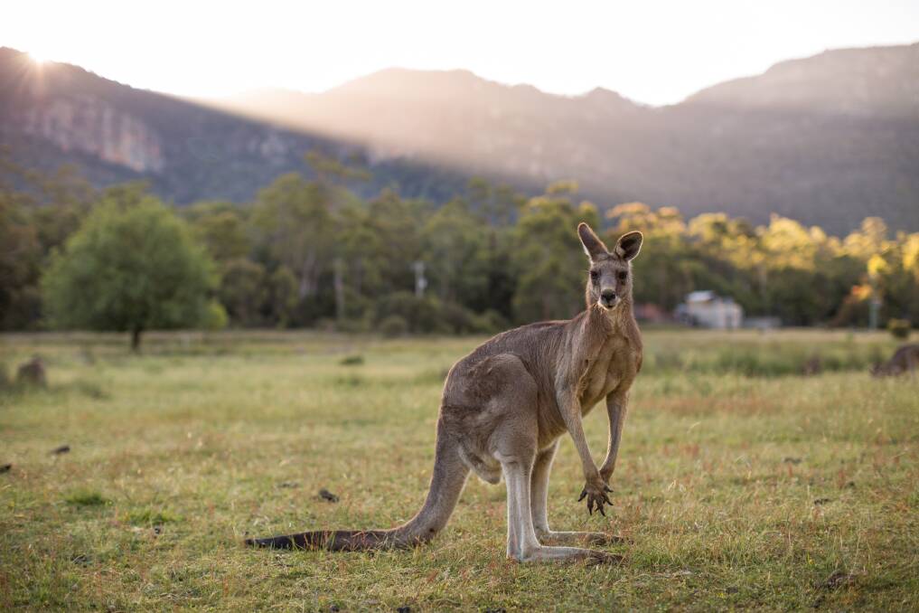 NEAR MISSES: Kangaroos have been an ongoing problem at the Stawell Airport. Picture: SHUTTERSTOCK